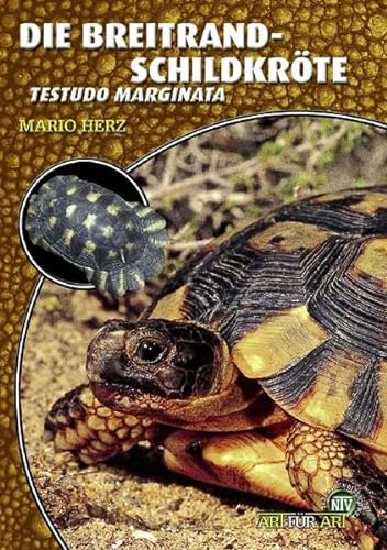 Die Breitrandschildkröte: Testudo marginata (Buchreihe Art für Art Terraristik)